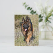 Deutsche Schäferhunde Welpenhund-leere Postkarte (Stehend Vorderseite)