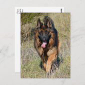 Deutsche Schäferhunde Welpenhund-leere Postkarte (Vorne/Hinten)