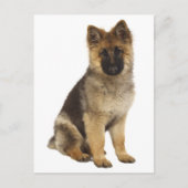 Deutsche Schäferhunde Welpenhund-leere Postkarte (Vorderseite)