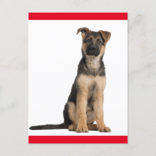 Deutsche Schäferhunde Welpenhund-leere Postkarte