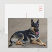 Deutsche Schäferhunde Welpenhund-leere Postkarte (Vorne/Hinten)