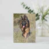 Deutsche Schäferhunde Welpenhund-leere Postkarte (Stehend Vorderseite)
