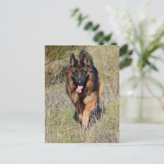 Deutsche Schäferhunde Welpenhund-leere Postkarte (Stehend Vorderseite)