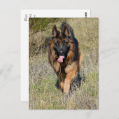 Deutsche Schäferhunde Welpenhund-leere Postkarte (Vorne/Hinten)