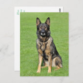 Deutsche Schäferhunde Welpenhund-leere Postkarte (Vorne/Hinten)