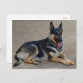 Deutsche Schäferhunde Welpenhund-leere Postkarte (Vorne/Hinten)