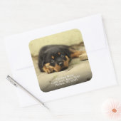 Deutsche Schäferhunde Welpenhund-Rücksendeadresse Quadratischer Aufkleber (Umschlag)