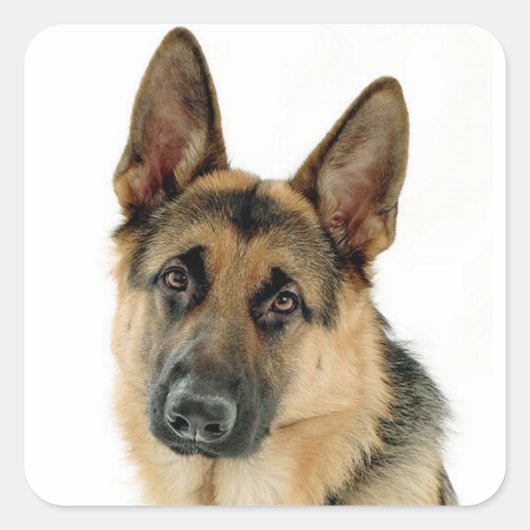 Deutsche Schäferhunde Welpenhundekleber / Labels Quadratischer Aufkleber (Vorderseite)