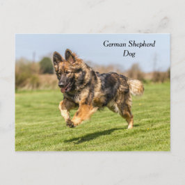 Deutsche Schäferhündin Postkarte Alsatian