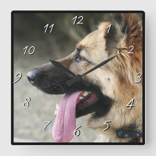 Deutsche Schäferhundquadrat Quadratische Wanduhr (Vorderseite)