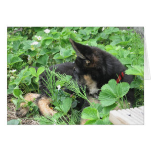 Deutsche Schäferkarte