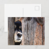 Deutsche Schäfernase durch Zaun pinkeln Postkarte (Vorne/Hinten)