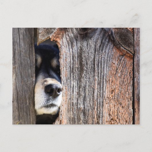 Deutsche Schäfernase durch Zaun pinkeln Postkarte (Vorderseite)