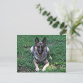 Deutsche Schäferpostkarte Postkarte (Stehend Vorderseite)