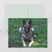 Deutsche Schäferpostkarte Postkarte (Vorne/Hinten)