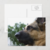 Deutsche Schäferpostkarte Postkarte (Vorne/Hinten)