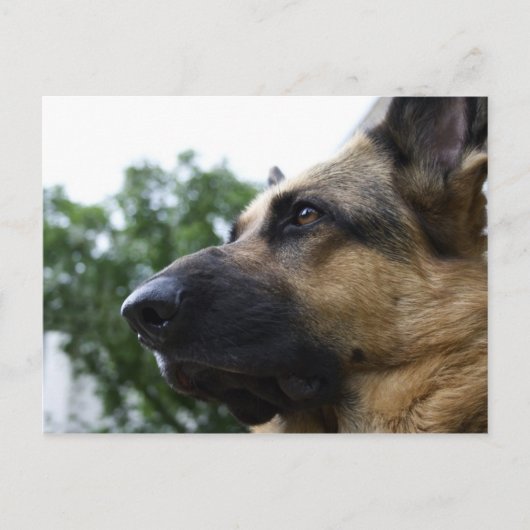Deutsche Schäferpostkarte Postkarte (Vorderseite)