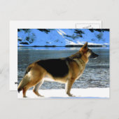 Deutsche Schäferpostkarte Postkarte (Vorne/Hinten)