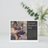 Deutsche Schäferpostkarte Postkarte (Stehend Vorderseite)
