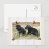 Deutsche Schäferpostkarte Postkarte (Vorne/Hinten)
