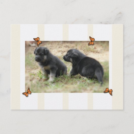 Deutsche Schäferpostkarte Postkarte (Vorderseite)