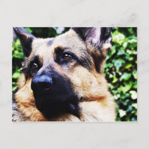 Deutsche Schäferpostkarte Postkarte