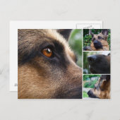 Deutsche Schäferpostkarte Postkarte (Vorne/Hinten)
