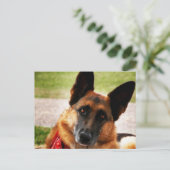 Deutsche Schäferpostkarte Postkarte (Stehend Vorderseite)