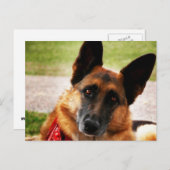 Deutsche Schäferpostkarte Postkarte (Vorne/Hinten)