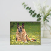 Deutsche Schäferpostkarte Postkarte (Stehend Vorderseite)