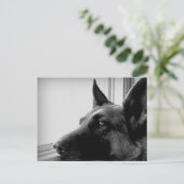 Deutsche Schäferpostkarte Postkarte (Stehend Vorderseite)