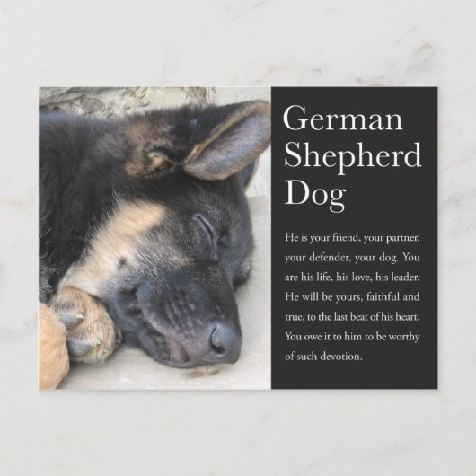 Deutsche Schäferpostkarte Postkarte (Vorderseite)