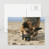Deutsche Schäferpostkarte Postkarte (Vorne/Hinten)