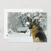 Deutsche Schäferpostkarte Postkarte (Vorne/Hinten)