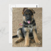Deutsche Schäferpuppy-Postkarte Postkarte (Vorne/Hinten)