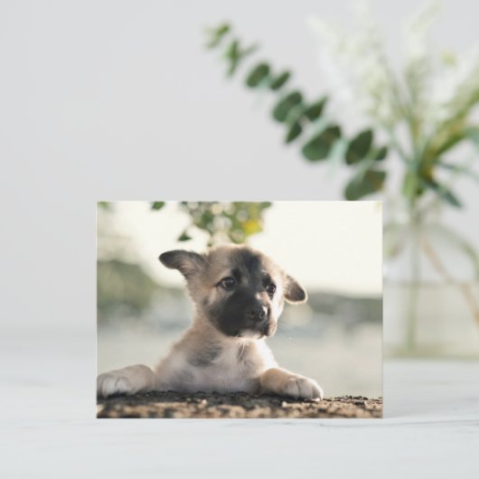 Deutsche Schäferwelpe über Lecke Postkarte (Stehend Vorderseite)