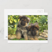 Deutsche Schäferwelpen Postkarte (Vorne/Hinten)