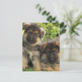 Deutsche Schäferwelpen Postkarte (Stehend Vorderseite)