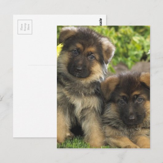 Deutsche Schäferwelpen Postkarte (Vorne/Hinten)