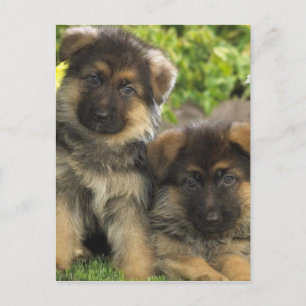 Deutsche Schäferwelpen Postkarte