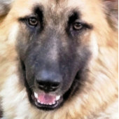 DEUTSCHE SHEPHERD DOG FÄCHER