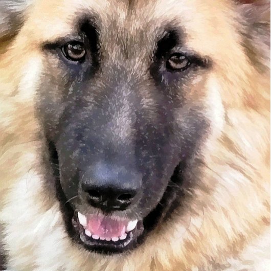 DEUTSCHE SHEPHERD DOG FÄCHER