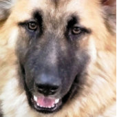 DEUTSCHE SHEPHERD KARTE