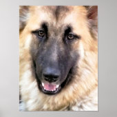 DEUTSCHE SHEPHERD POSTER (Vorne)