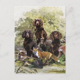 Deutsche Spaniels ( Deutscher Wachtelhund ) Postkarte