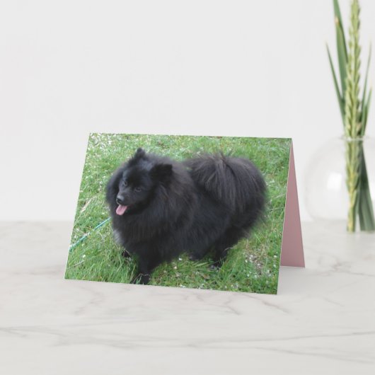 Deutsche Spitz Niedlich Black Spitz Hunde Karte (Vorderseite)