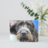 Deutsche Wire Hair Pointer Postkarte (Stehend Vorderseite)