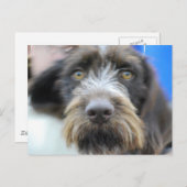 Deutsche Wire Hair Pointer Postkarte (Vorne/Hinten)