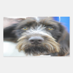 Deutscher Draht-behaarte Zeiger-Aufkleber Rechteckiger Aufkleber