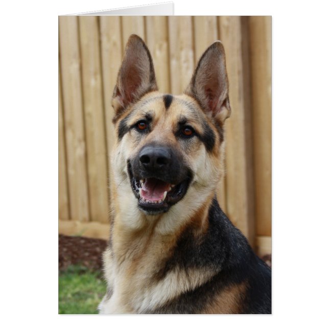 Deutscher Hirte (Vorne)